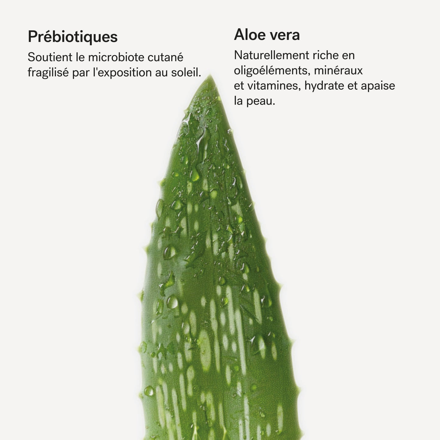 Émulsion Corps Après-Soleil L96
Prébiotiques 1% + Aloe vera