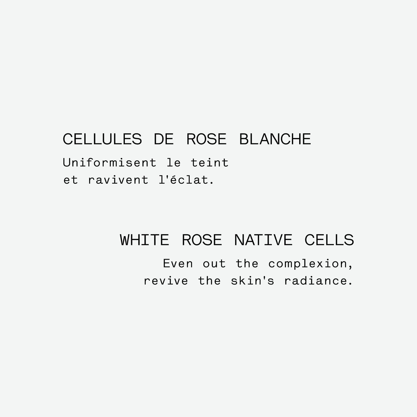 Assemblage Botanique Éclat P62
Cellules de rose blanche